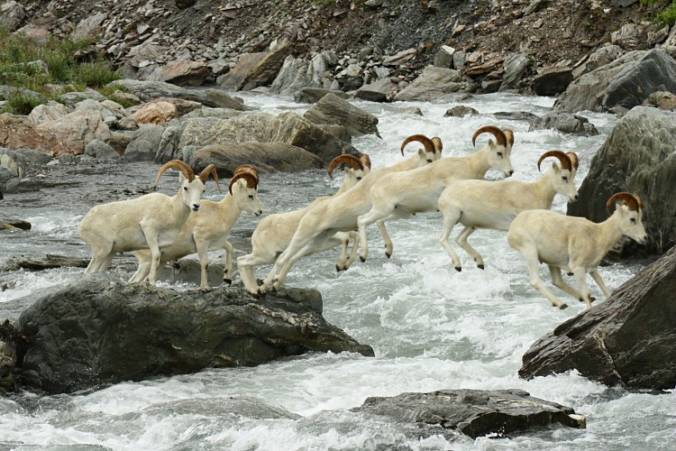 Dall sheep crossing the Savage River