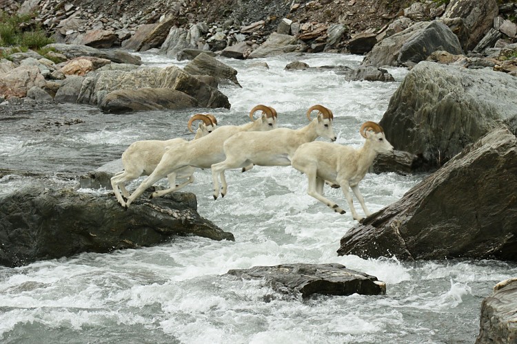 Dall sheep crossing the Savage River