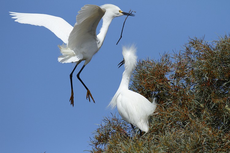 Snowy Egret