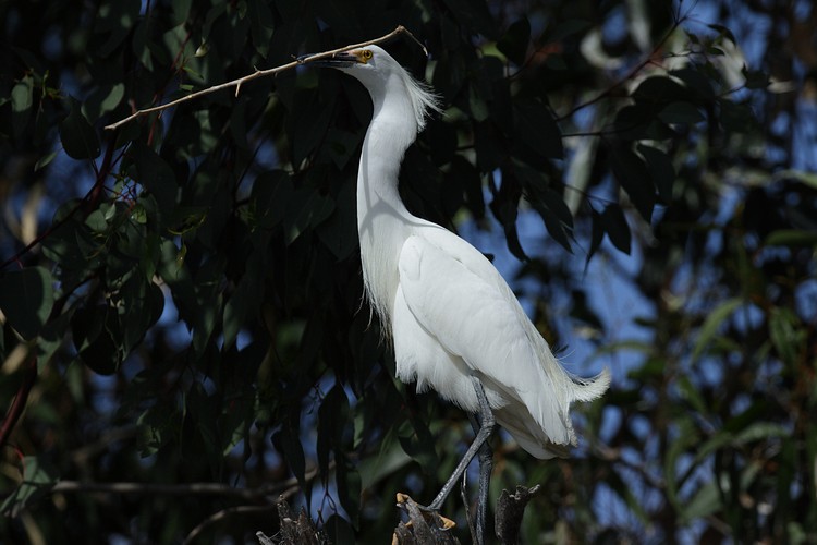 Snowy Egret