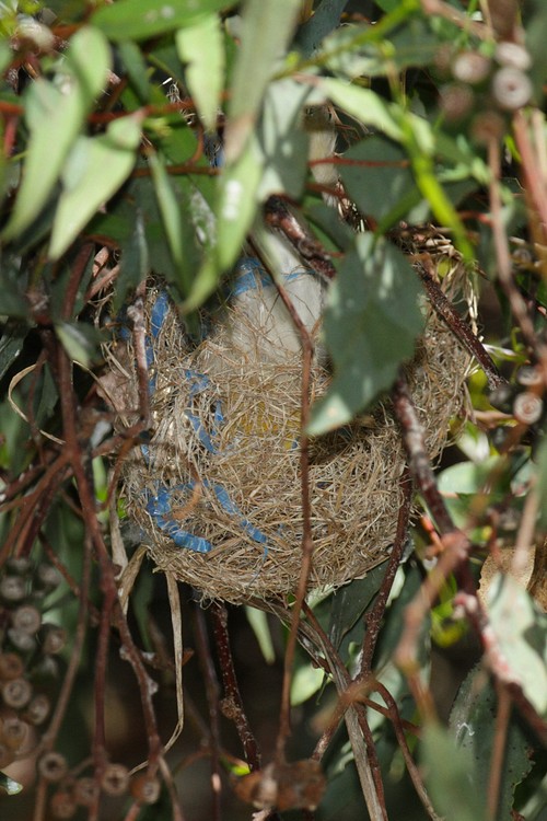 Oriole nest