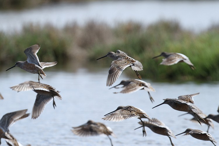 Dowitchers