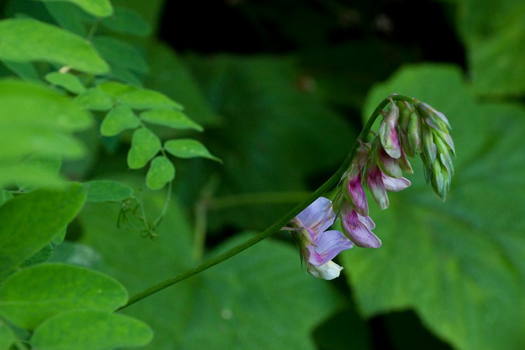 Wild pea