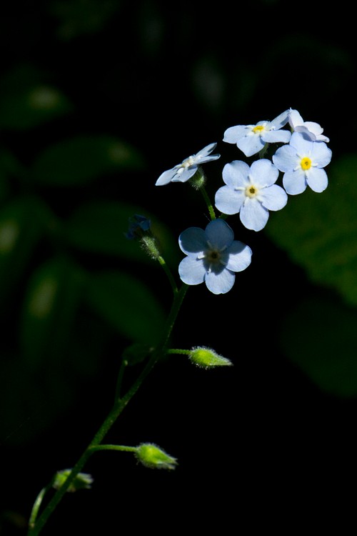Forget-me-not