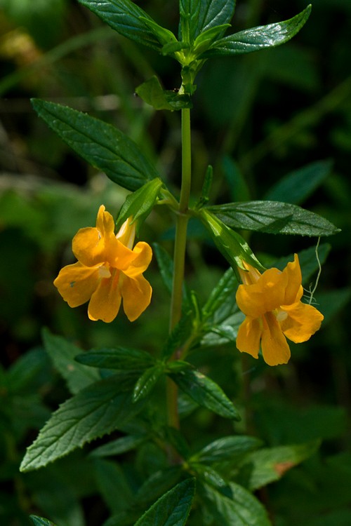 Bush monkeyflower