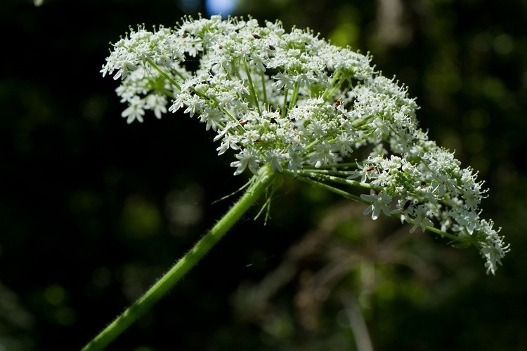 Cow parsnip