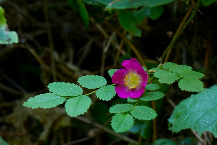 California wild rose