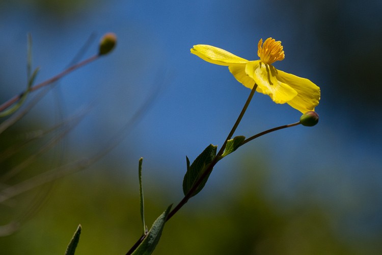 Bush poppy