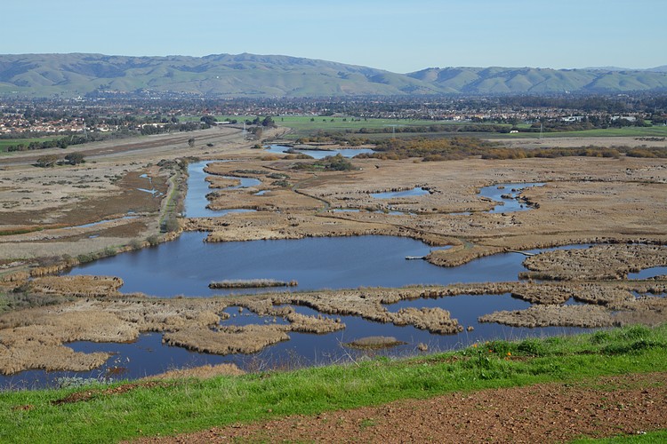 Coyote Hills wetlands