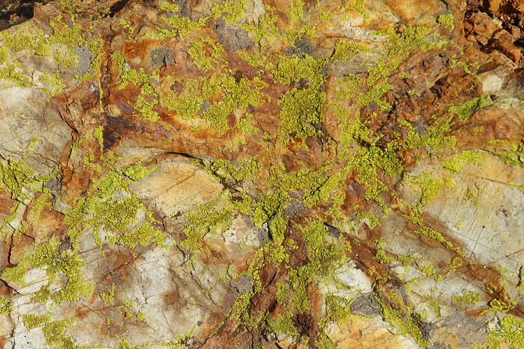 Lichen
