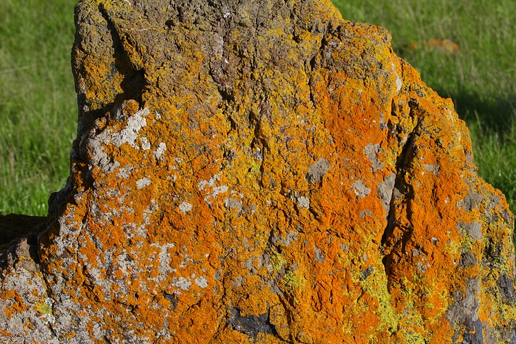 Lichen