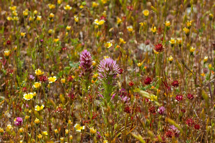 Edgewood Park wildflowers