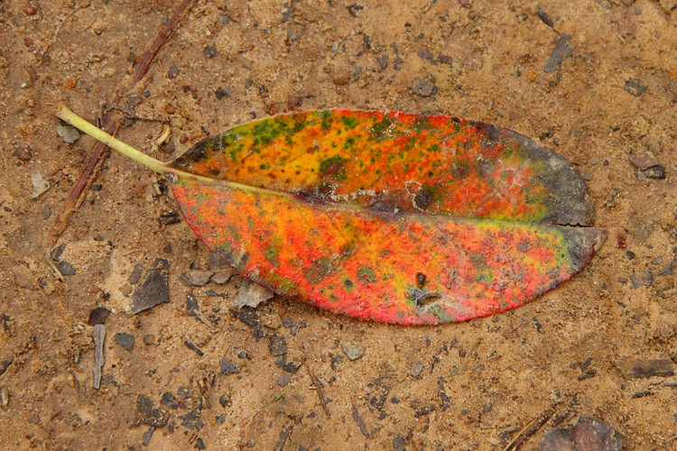 Colorful leaf