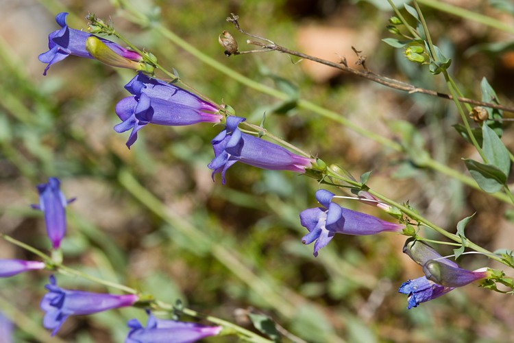 Penstemon