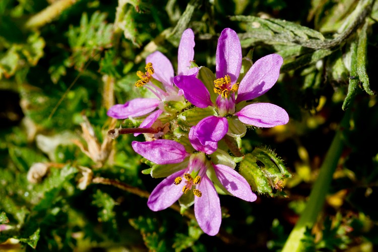 Storksbill