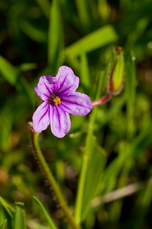 Storksbill