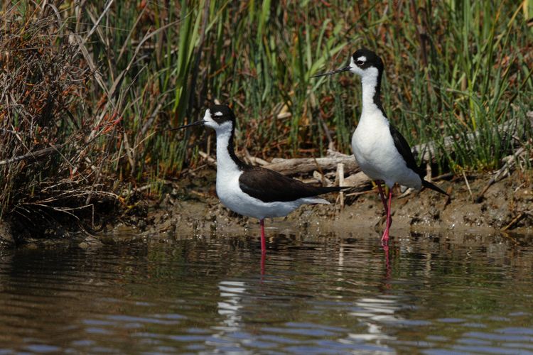 Black-necked Stilts