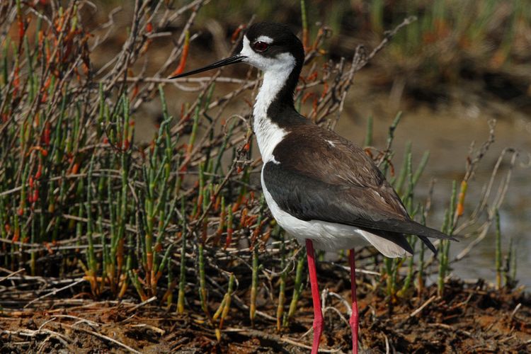 Black-necked Stilt