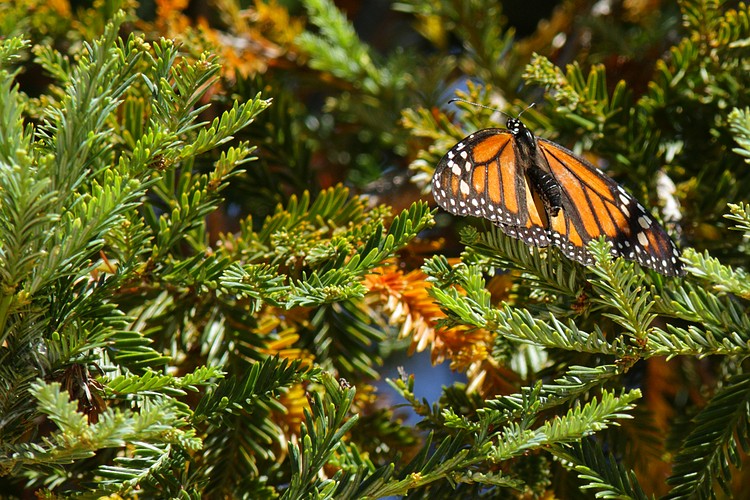 Monarch butterfly
