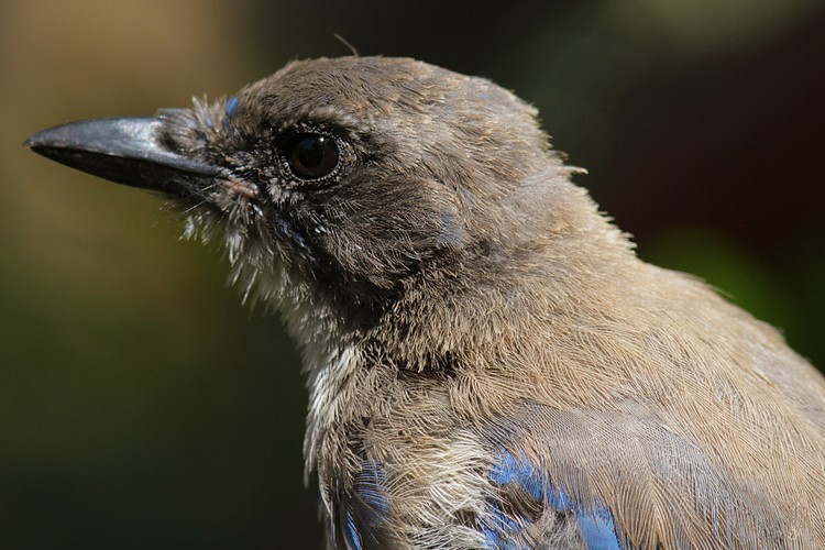 Scrub Jay