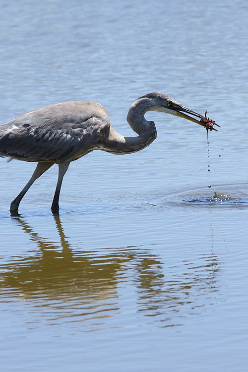 Great Blue Heron with crawfish #1