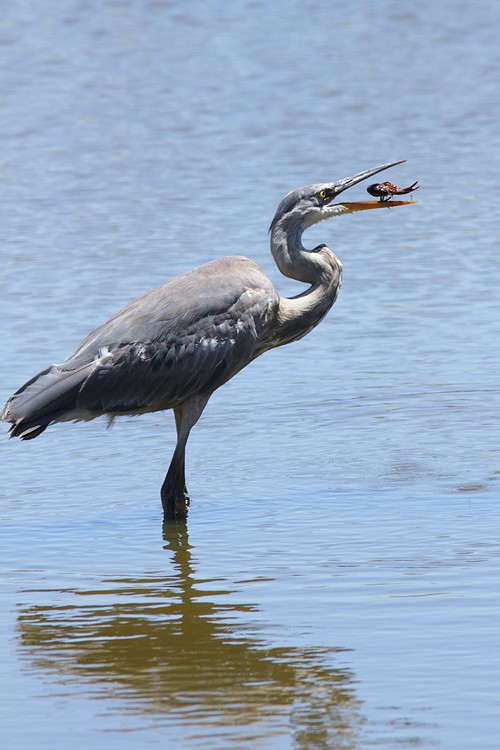 Great Blue Heron with crawfish #1