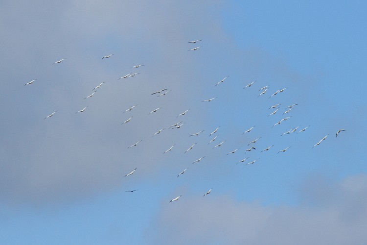 Coyote Hills Regional Park - American White Pelicans