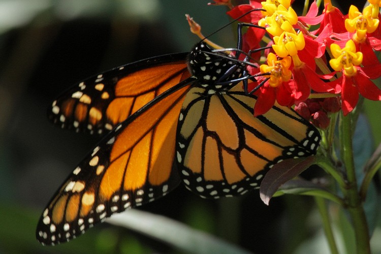 Coyote Hills Regional Park - Monarch Butterfly