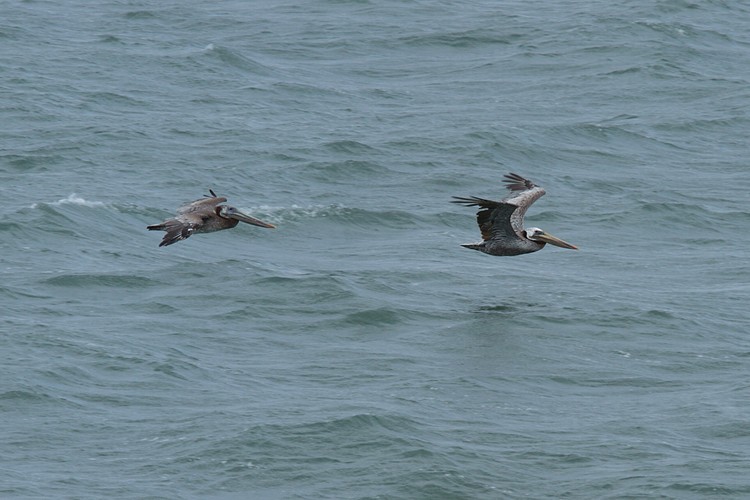 Brown pelicans