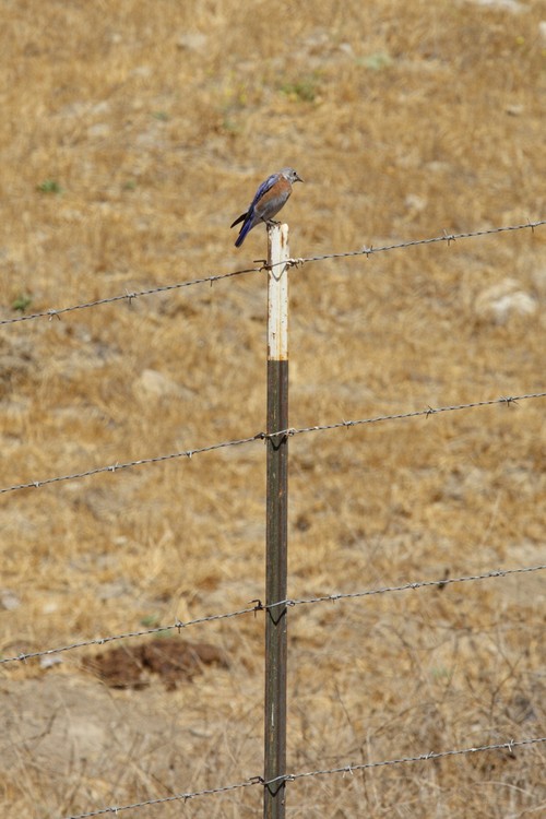 Western Bluebird