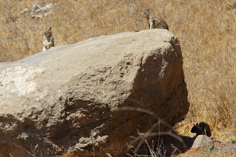 California ground squirrels