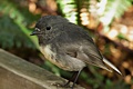 New Zealand Robin