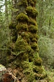 Mossy tree
