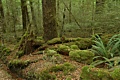 Mossy logs