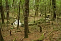 Beech forest