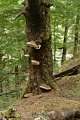Fungus on tree