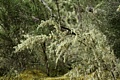 Lichen