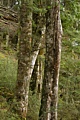 Beech trees