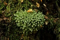 Moss