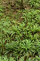 Ferns