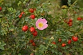 Wild rose