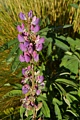 Lupine