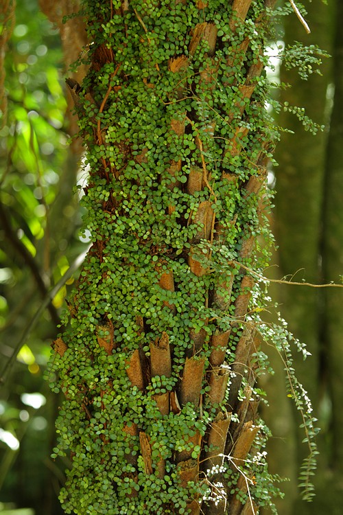 Tree Fern trunk