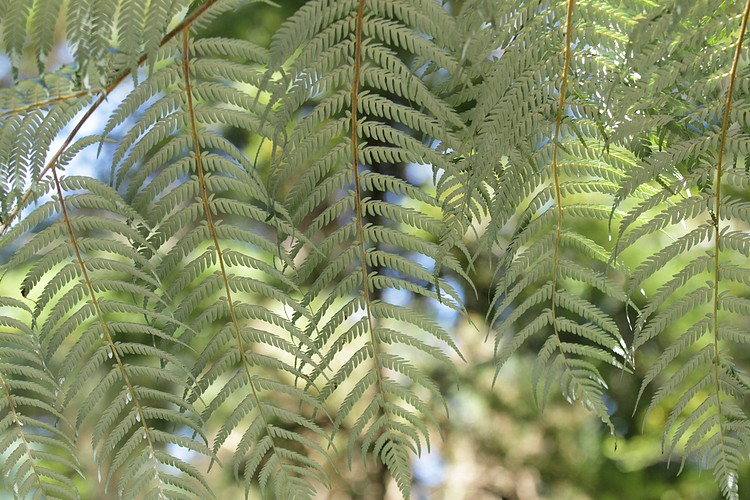 Silver Tree Fern