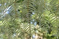 Silver Tree Fern