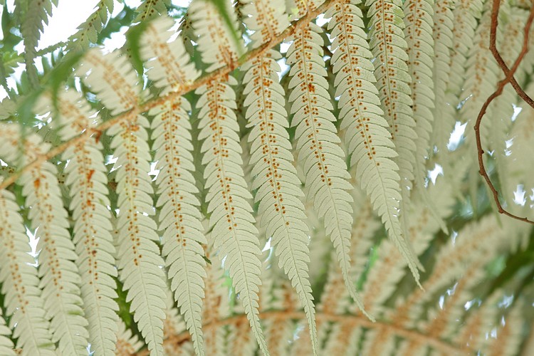Silver Tree Fern