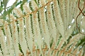 Silver Tree Fern