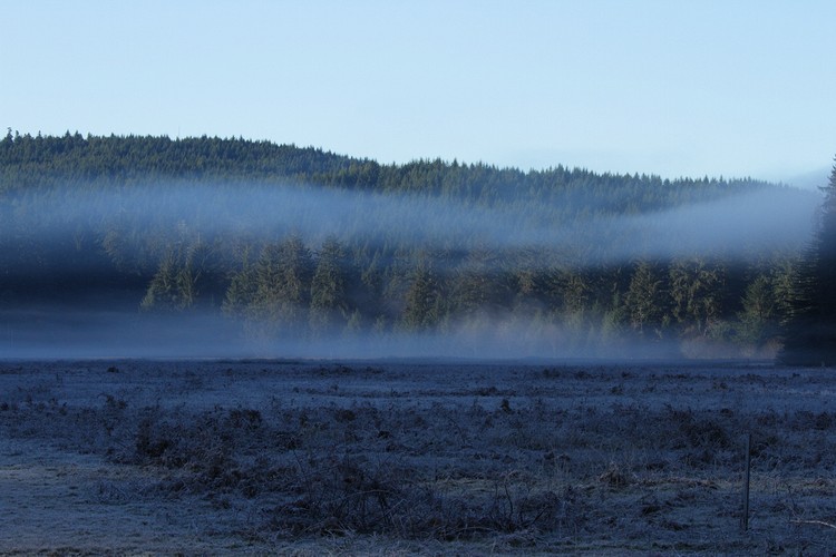 Morning fog