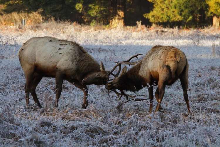 Elk at Prairie Creek Redwoods State Park