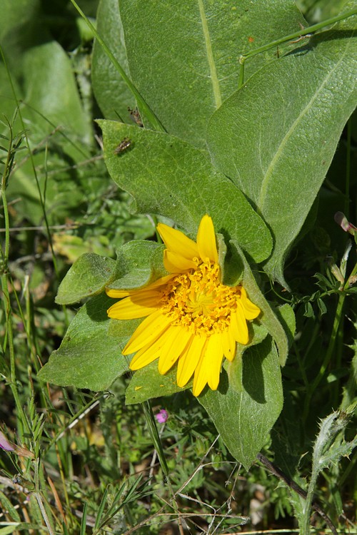Mule Ears